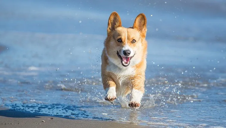 An energetic Pembroke Welsh Corgi dog splashing through water at the beach on a sunny afternoon.