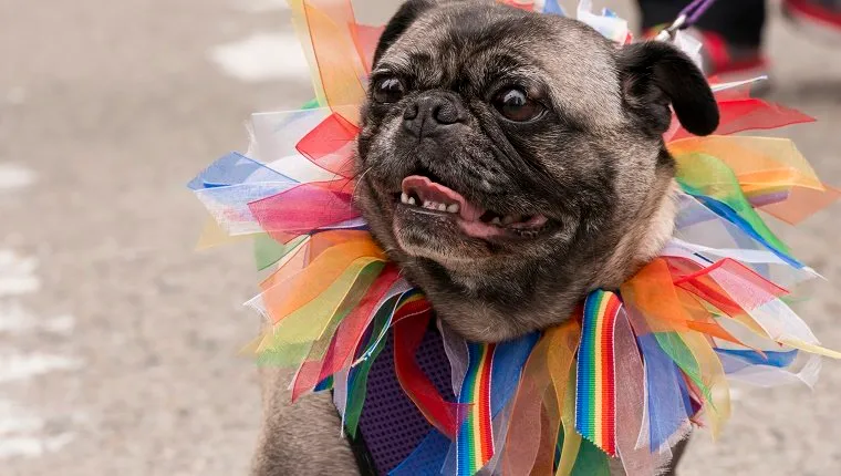 A small pug wearing a rainbow collar participating in the Seattle Pride Parade mid day.