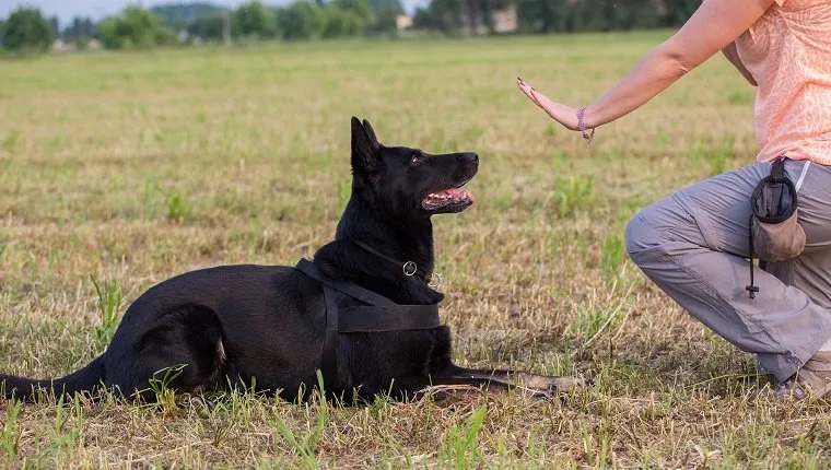 how do you train an alpha dog