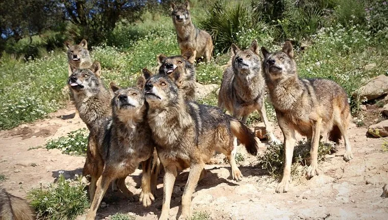 View Of Wolf Pack