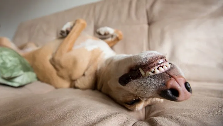 Dog sleeps upside-down on a couch that matches her coat.