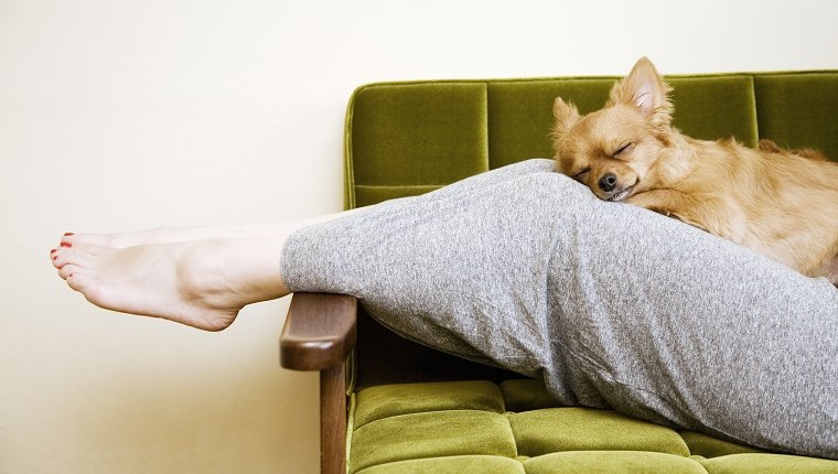 a woman sleeping on sofa, a chihuahua sleeping on woman's legs.
