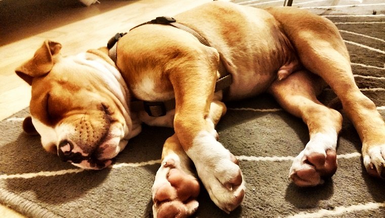Bulldog Sleeping On Rug At Home what your dogs sleeping position means