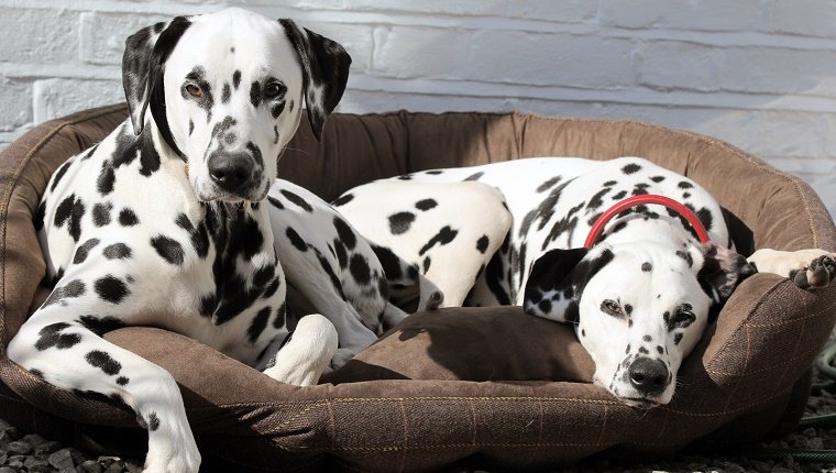 Two Dalmatian dogs resting on brown tweed bed