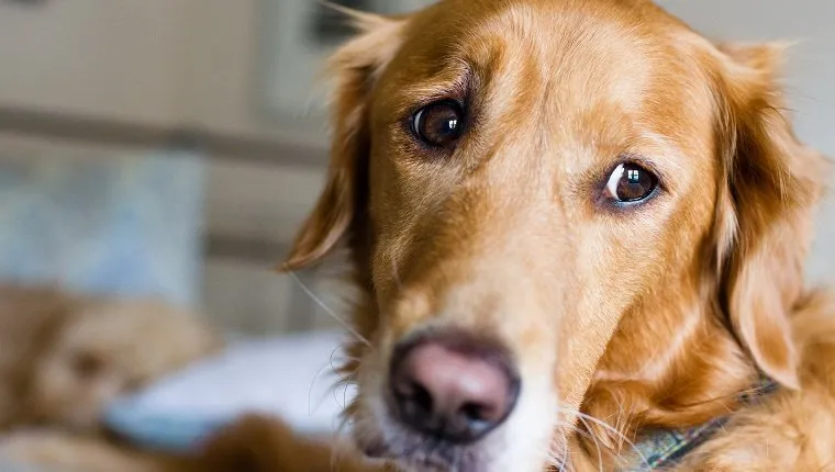 Golden Retriever has concerned look on her face