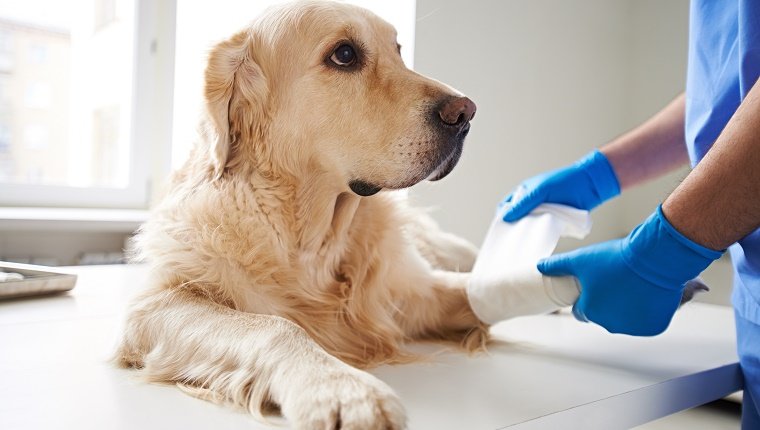 Veterinarian wrapping bandage around a dog's leg