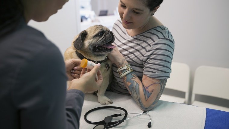 Veterinarian explaining treatment to dog owner in clinic