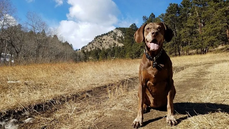 E. Coli Levels In Local Stream Skyrocket As People In Colorado Refuse ...