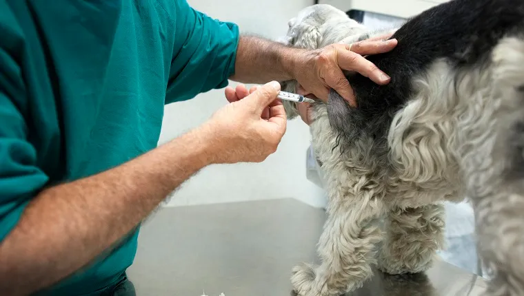 Vet is doing a needle biopsy on a Cocker dog.
