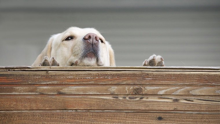 How Do You Get Your Neighbor's Dog To Stop Barking? - DogTime