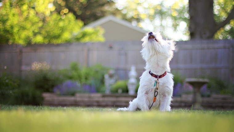 How To Make A Neighbor's Dog Stop Barking How Do You Get Your Neighbor's Dog To Stop Barking? - DogTime