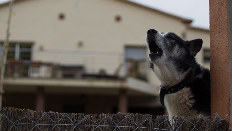 How Do You Get Your Neighbor's Dog To Stop Barking? - DogTime