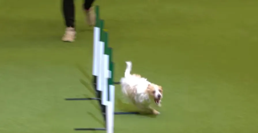 Jack russell hot sale crufts agility