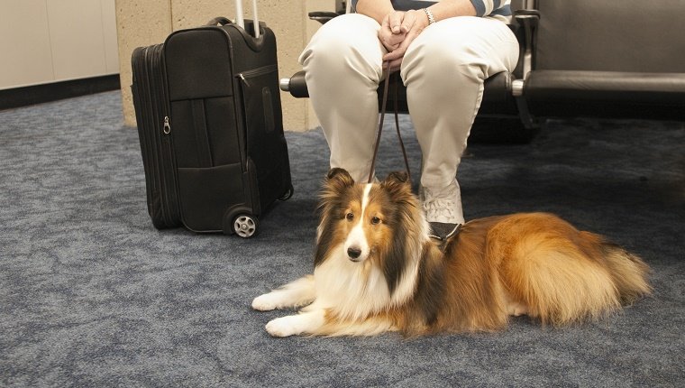 Service dog and owner sitting at airport waiting to board the plane