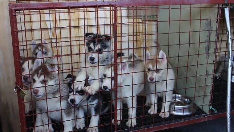 Close-Up Of Siberian Husky Puppies In Cage