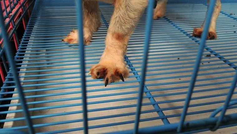 Cropped Image Of Dog In Cage