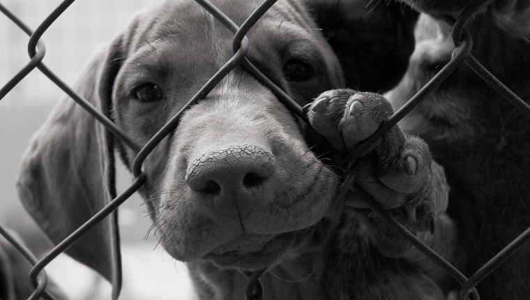 It's Still Legal To Eat Dogs In The United States-And Yes, It Happens