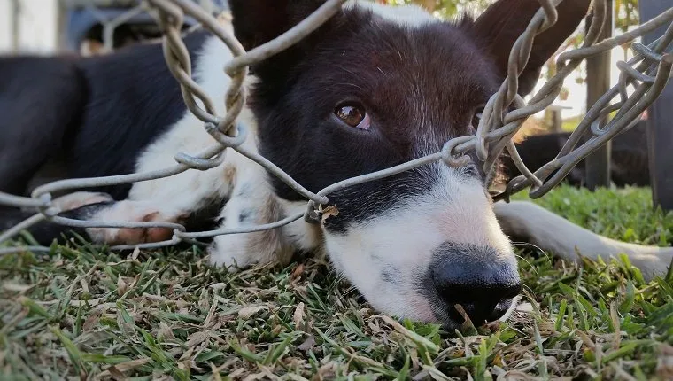 Close-Up Portrait Of Dog Stuck In Chainlink Fence On Grassy Field