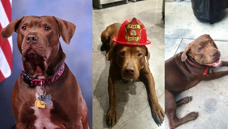 emergency-responders-adopt-dogs-4