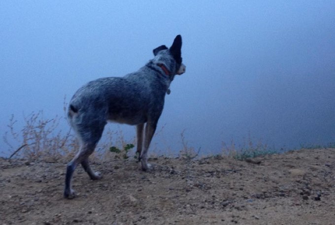 hiking-dogs-los-angeles-4
