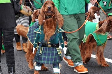 Irish setters wear green as they and the