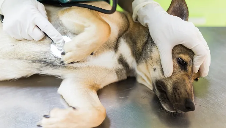 Closeup of a dog lying on veterinary's table while having a medical control with a stethoscope