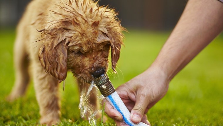 Labrador puppy drinking from garden hose