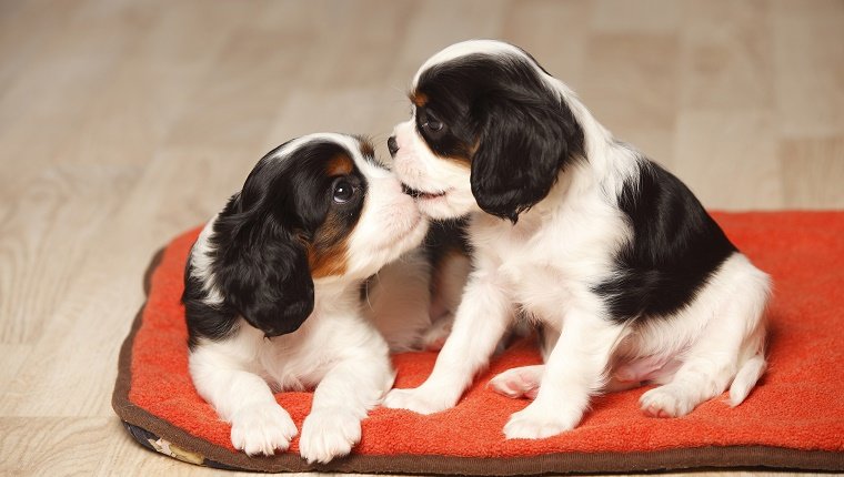 Two Cavalier King Charles Spaniel puppies on red blanket