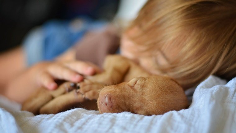Toddler girl sleeps with her hands resting on a young Vizsla puppy dog. Closeup image of dog's face.