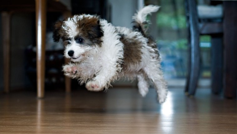 Fluffy little puppy jumping.