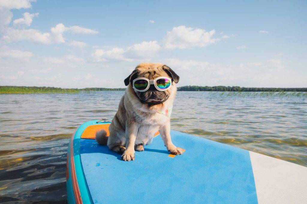 Pug dog in sunglasses on a paddle board having a safe summer