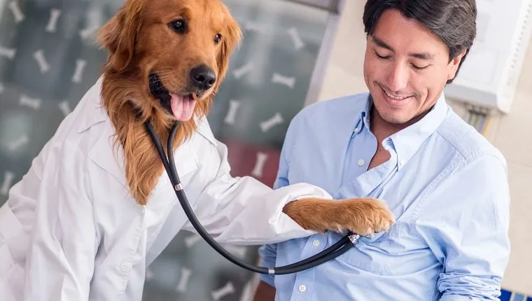 Dog at the Vet checking on a human patient