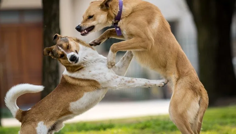 Dogs Fighting At Park