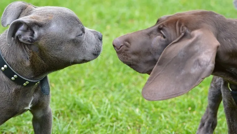 Close-Up Of Two Dogs Looking At Each Other
