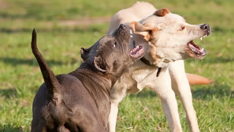 2 agressive dogs: labrador retriever fight with pitbull terrier