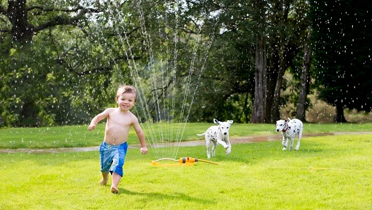 Boy playing in a water sprinkler and two dogs chasing him