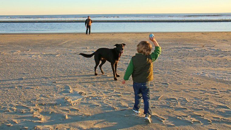 A little boy and his father playing with their dog near the ocean. The boy is ready to throw the ball for the dog to fetch.