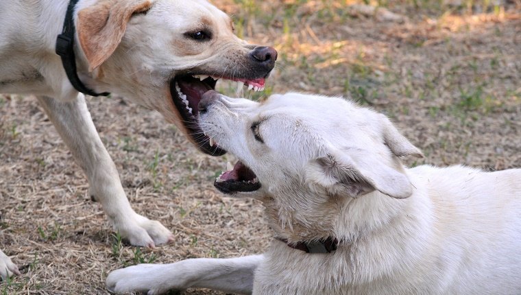 Horizontal image of two Labrador dogs fighting. The dog on the left is the aggressor and the dog on the right is submitting. Teeth and gums are visible as the aggressor goes in for a bite. The image has some grain due to the necessary high shutter speed.