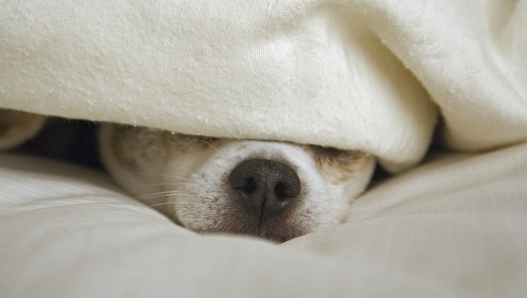 Chihuahua dog with black nose peeking out from under a white or ivory colored blanket on a bed.