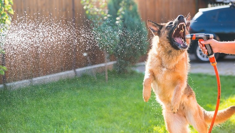 German shepherd dog playing with water in a summer morning
