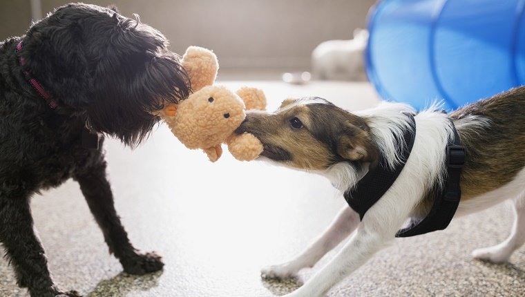 Dogs playing tug-of-war with stuffed animal