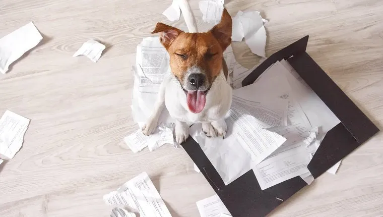 Bad dog sitting on the torn pieces of documents with eyes closed. Naughty pets at home. Bad puppy waiting for punishment