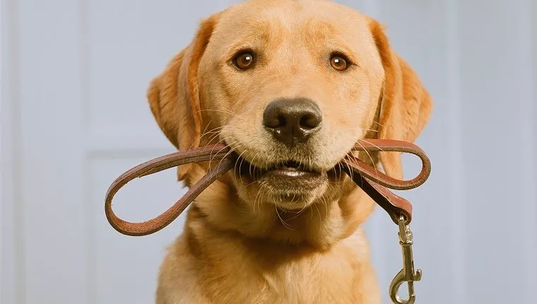 Golden Labrador holding leash in mouth