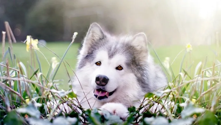 Happy-looking Alaskan Malamute surrounded by spring Daffofil plants.