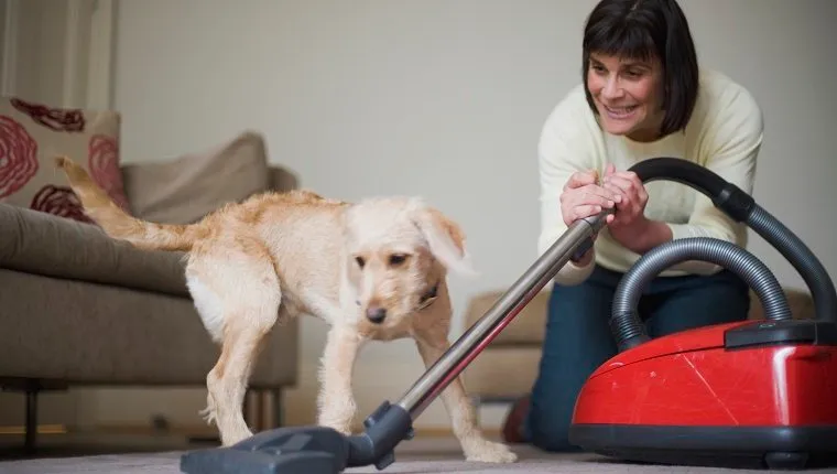 Woman introducing mongrel puppy to noisy vacuum cleaner for the first time