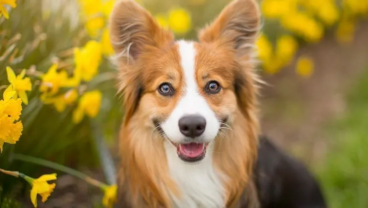 Long-haired, "fluffy" Pembroke Welsh Corgi dog sitting among a row of beautiful spring daffodils and a white picket fence