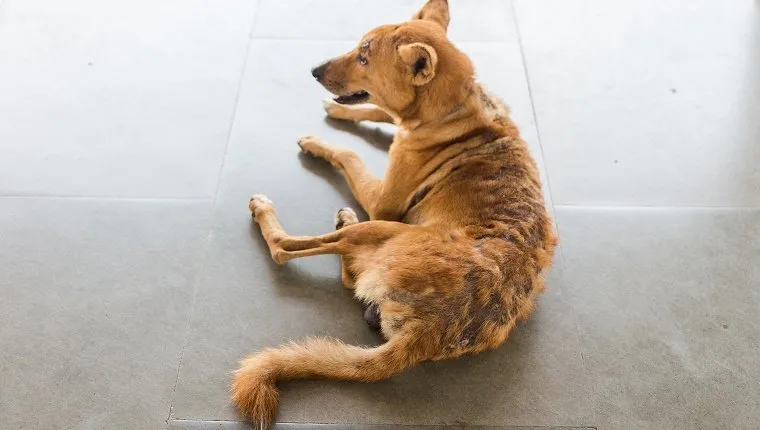 Closeup to a dog with missing fur on it's back from a skin problem, fleas or alopecia (hair loss).