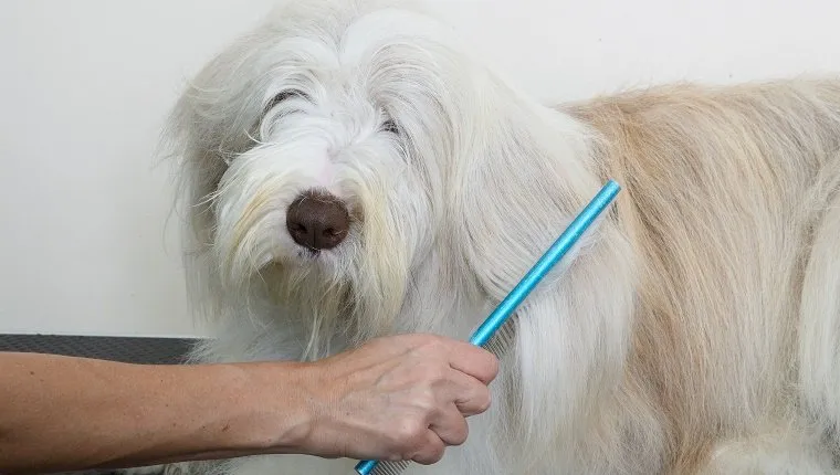 Bearded Collie, combing coat in grooming parlour