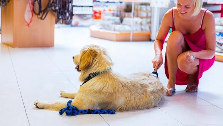 Golden retriever in pet store...young woman owner is brushing him