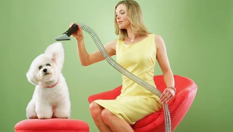 Woman sitting on chair, vacuuming Bichon Frise